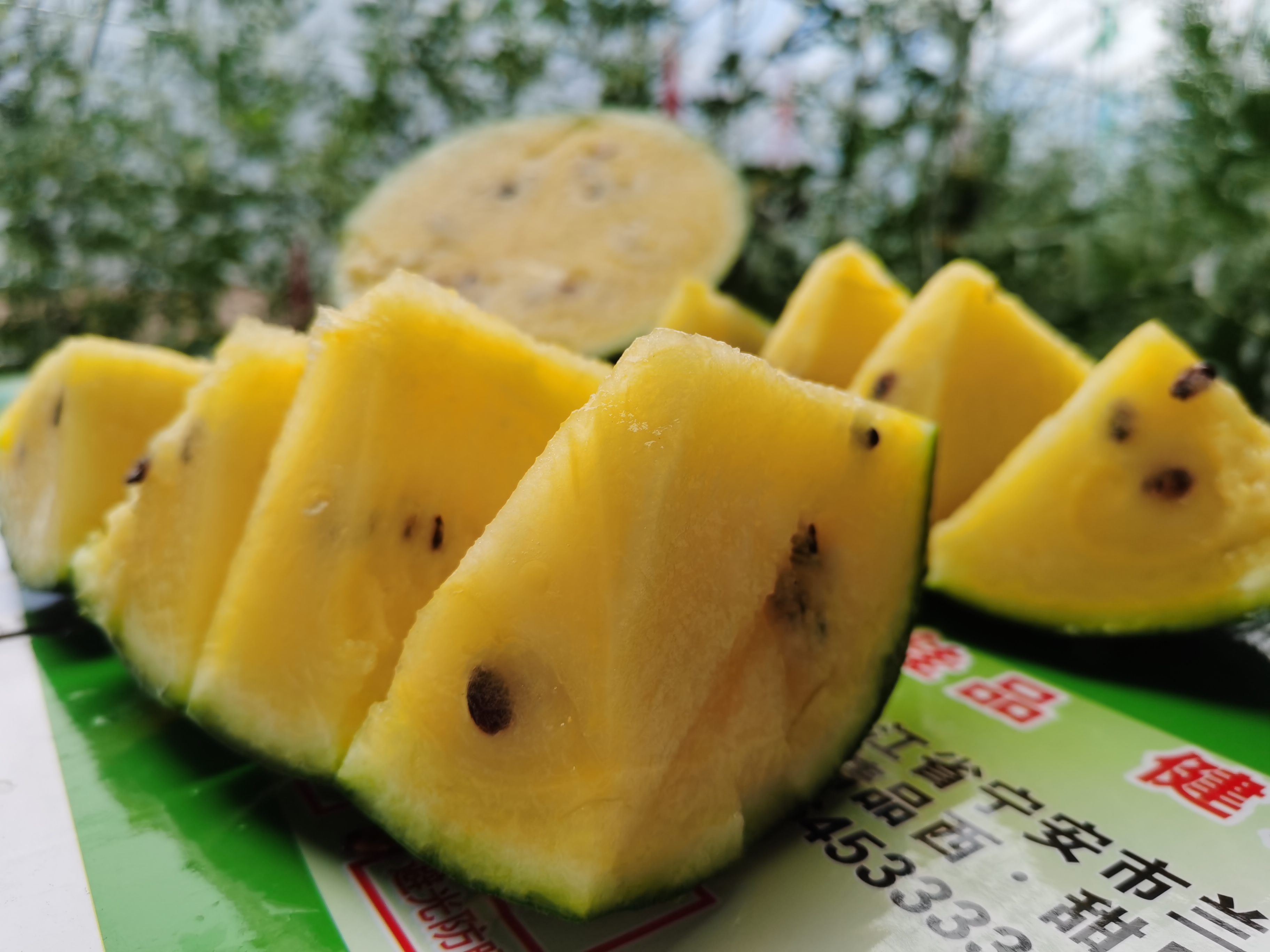 "大棚内首批开园香瓜的品种主要是金泽,这种香瓜个头不大,口感极佳