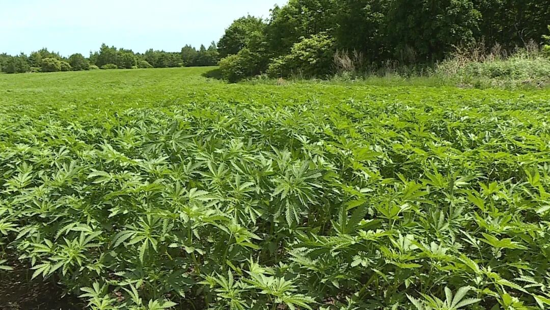 ������ʡ���⣺������չ��ɫ��