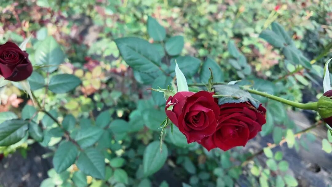 ������ʡĵ����������Ʈ���ҵ