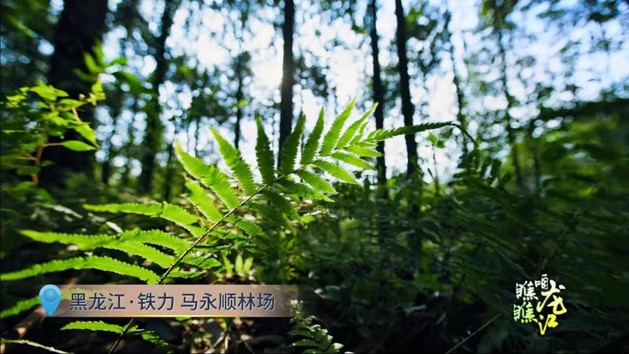一声号子绿了青山